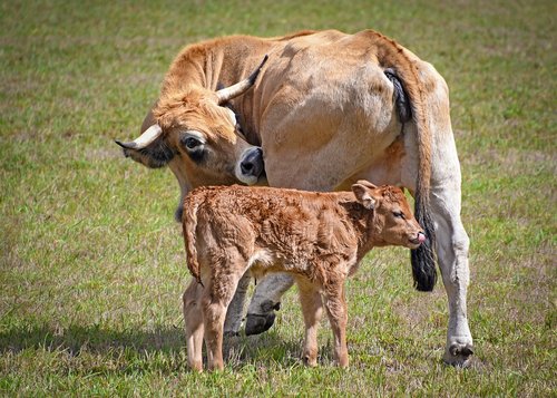 cow  calf  aubrac