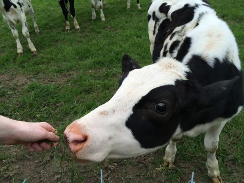 cow calf feeding