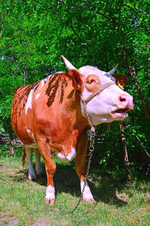 cow  boo  cattle