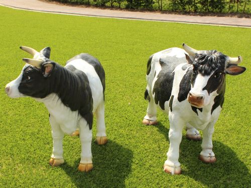 cow cows bovine species