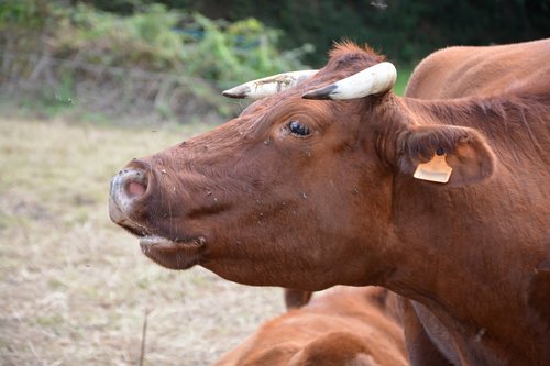 cow  cowhide  mooing