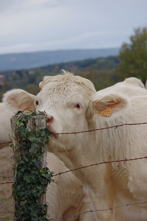 cow  animals  field