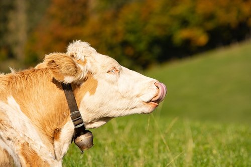 cow  calf  glockenkuh