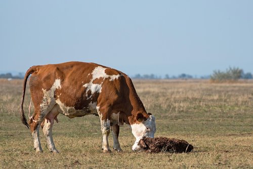 cow  calf  newbie