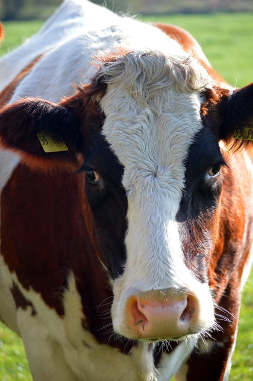 cow  close up  animal