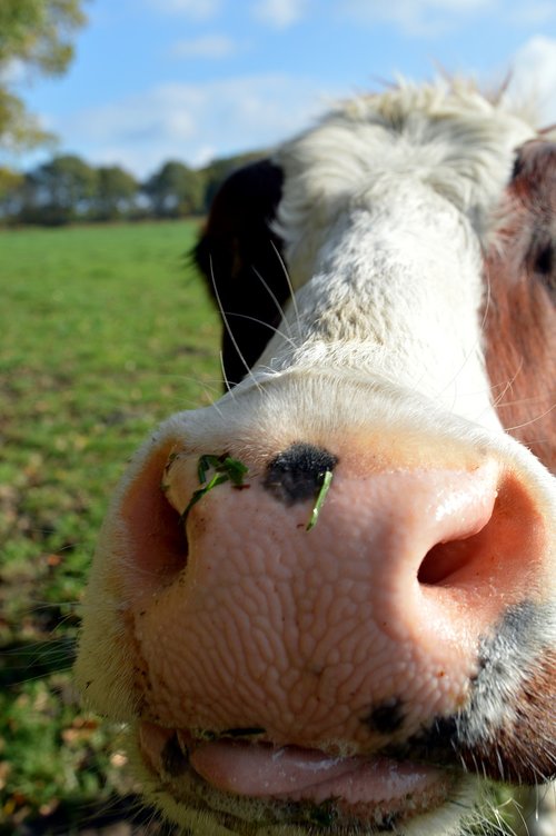 cow  nose  tongue