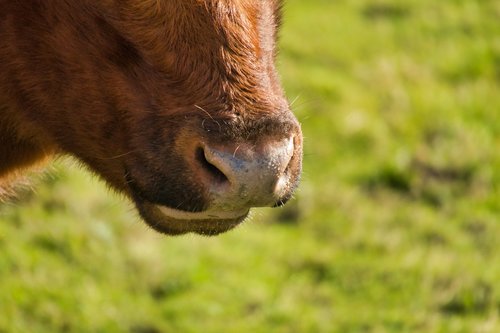 cow  nose  ruminant
