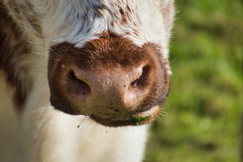 cow  nostrils  foot
