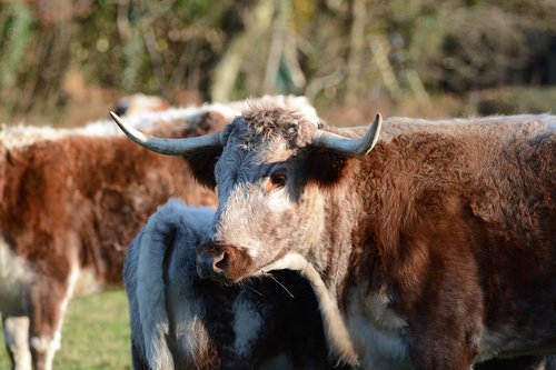 cow  bull  cattle
