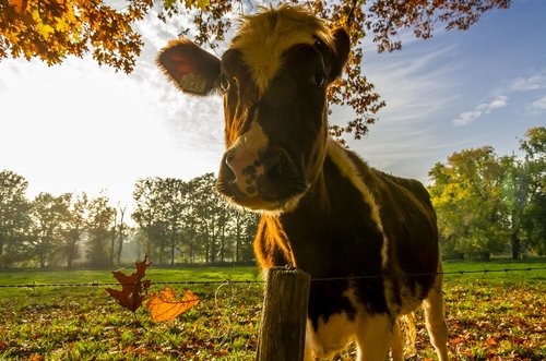 cow  autumn  nature