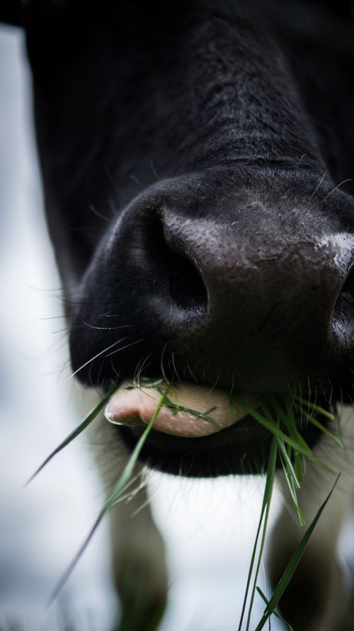 cow cattle snout