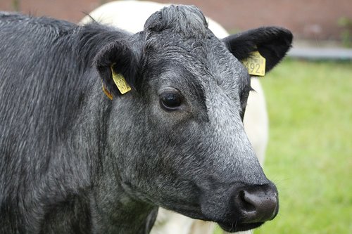 cow  cattle  farm