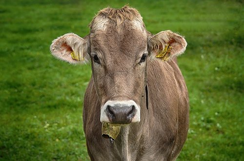 cow  allgäu  cows