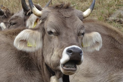 cow  close up  cattle