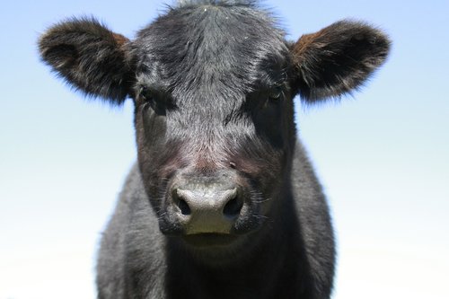cow  bovine  cow head