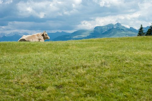 cow switzerland europe