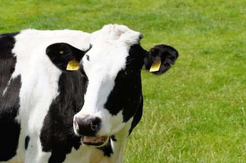 cow milk cow holstein cattle