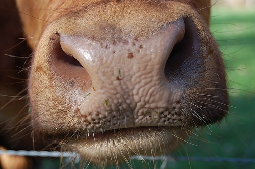 cow  foot  nostrils