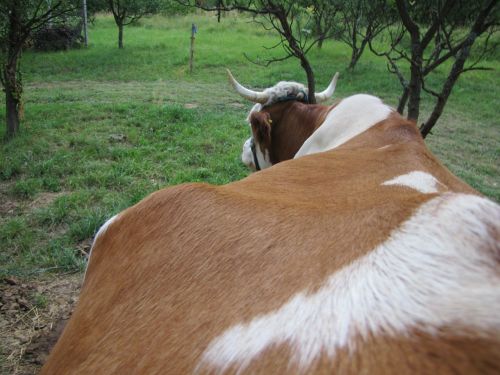 cow four-legged animal