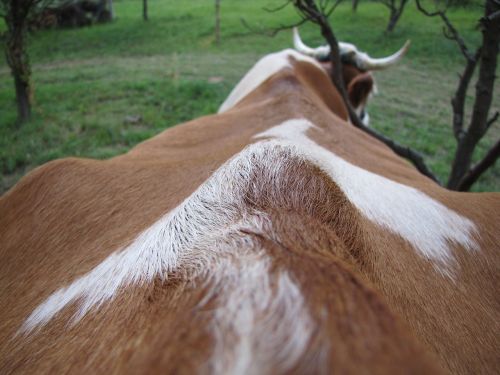 cow four-legged animal