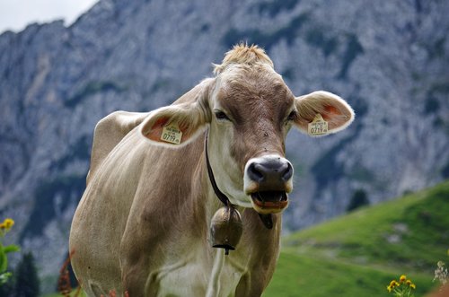 cow  alpine  alm