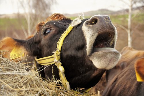 cow  dairy cow  economic