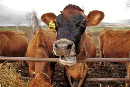 cow  dairy cow  economic