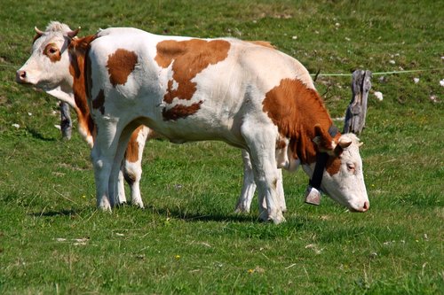 cow  horns  animal