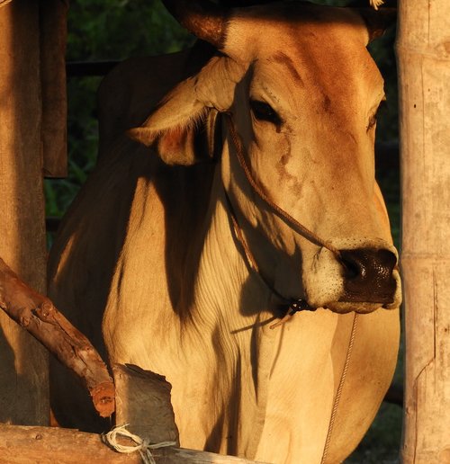 cow  brown  livestock