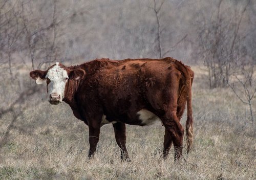 cow  pasture  nature