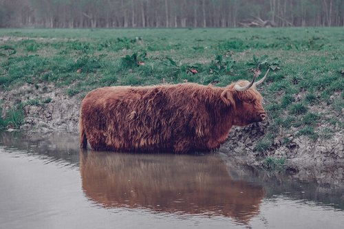 cow  scottish  highlander