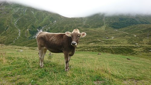 cow  landscape  freilebend