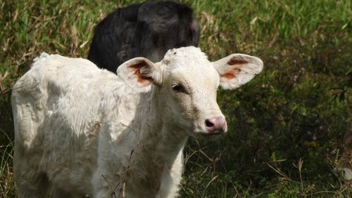 cow  calf  farm
