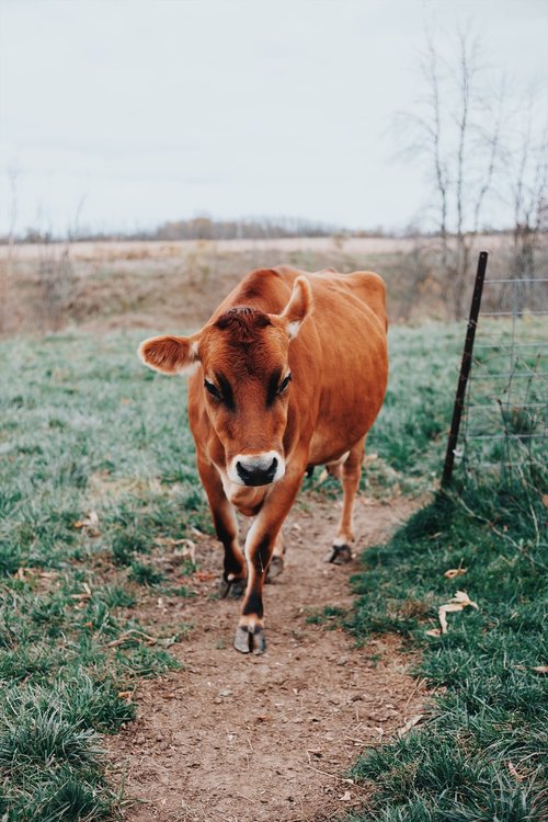 cow  farm  brown cow