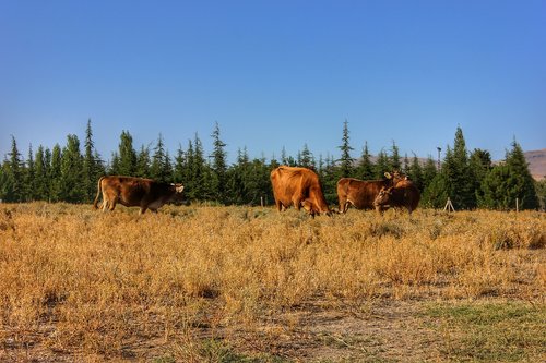 cow  nature  animal