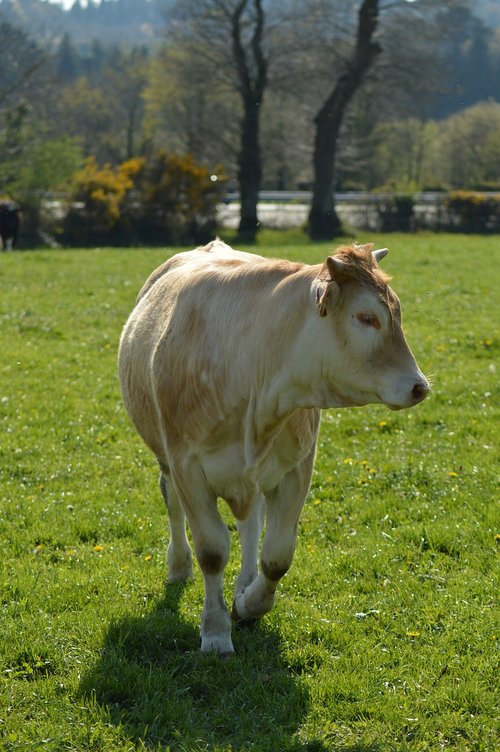 cow  field  cattle