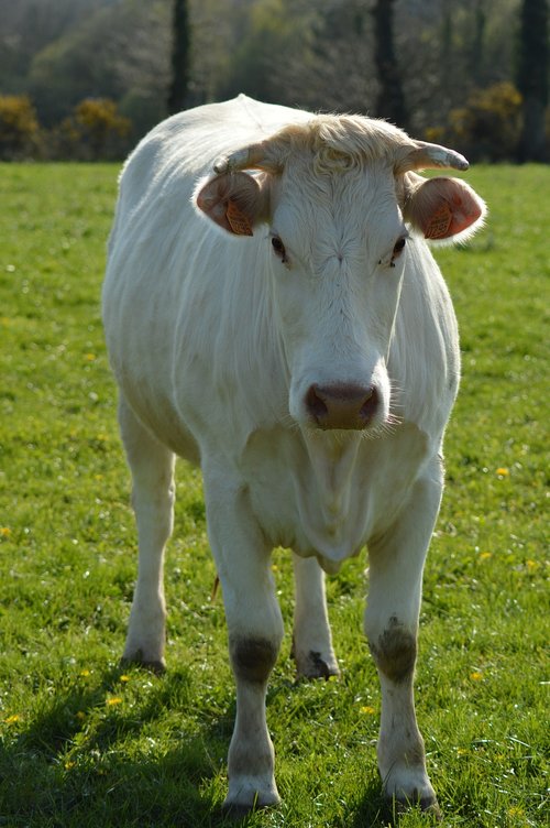 cow  field  farm