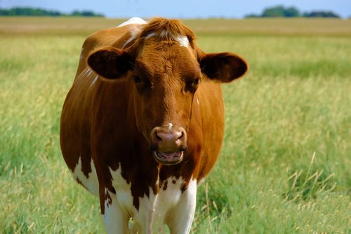 cow  livestock  animal