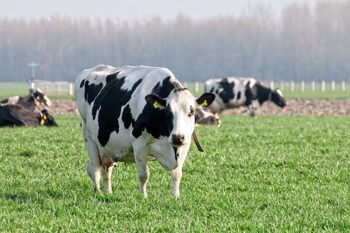 cow  cows  roan