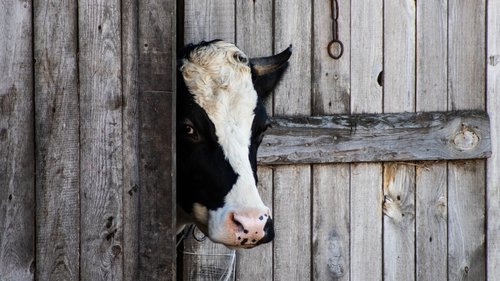 cow  animal  barn