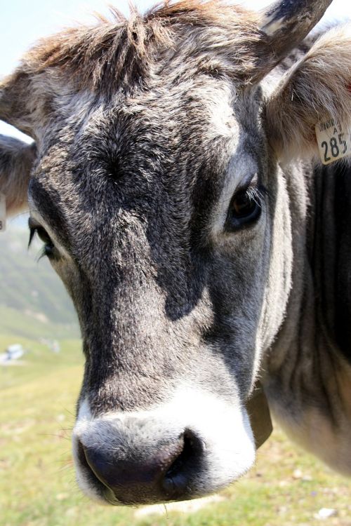 cow bavaria cattle