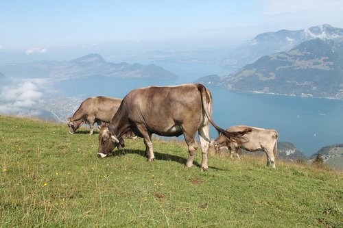 cow  switzerland  more