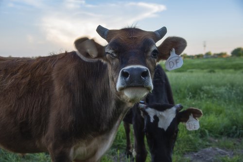 cow  cattle  farm