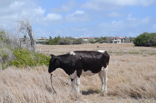 cow  livestock  animal