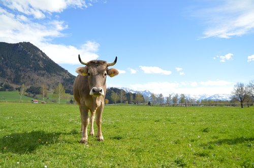 cow  brown swiss  pasture