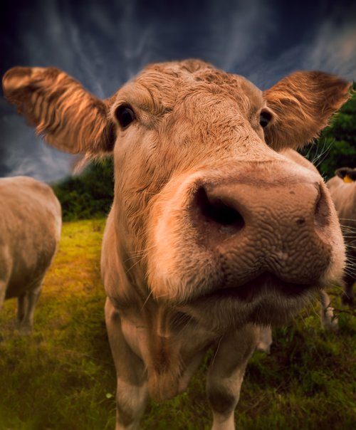 cow  the nose  cattle