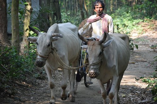 cow  farmer  villager