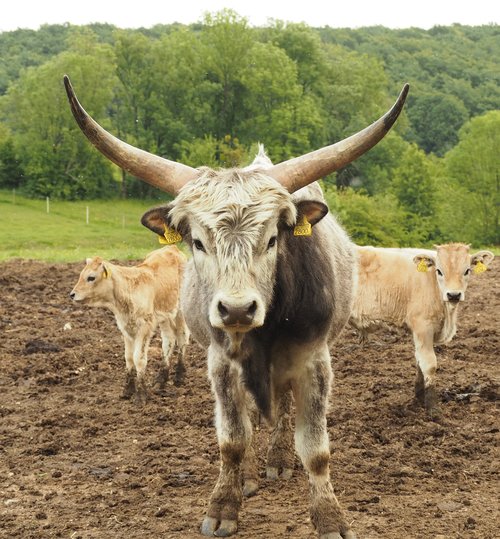 cow  beef  cattle