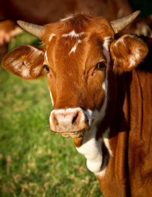 cow calf cattle