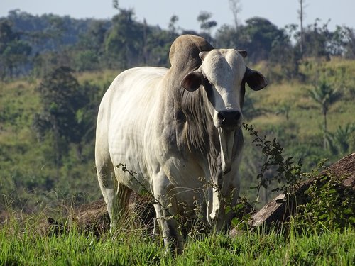 cow  nelore  nature